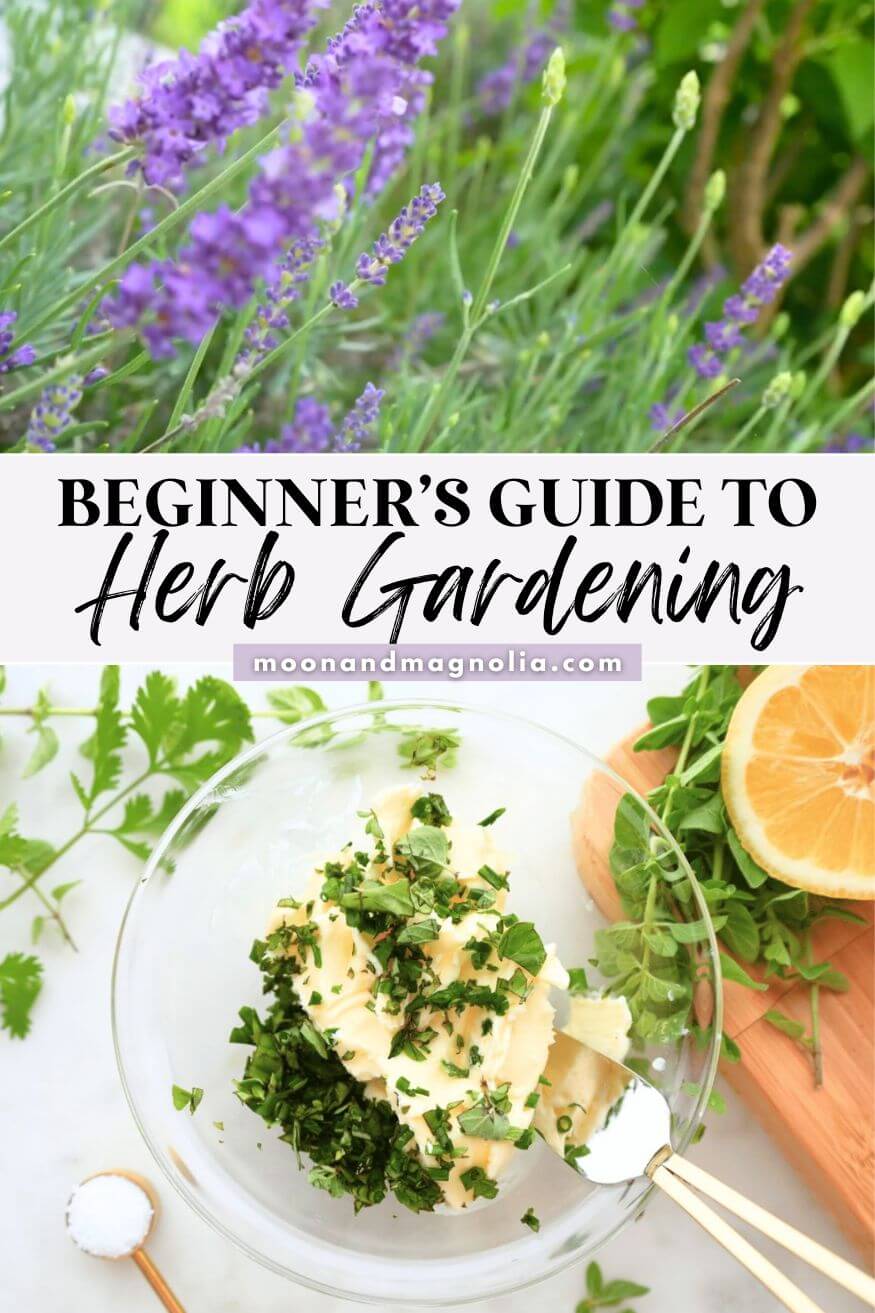 How To Start an Herb Garden - Beginner's Guide - moon + magnolia