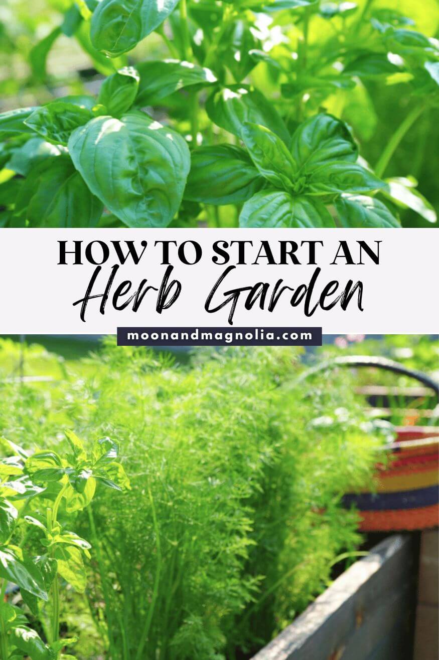 How To Start an Herb Garden - Beginner's Guide - moon + magnolia