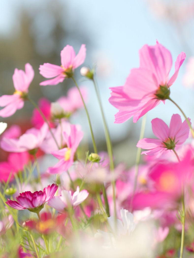 How To Start a Cut Flower Garden For Beginners - moon + magnolia