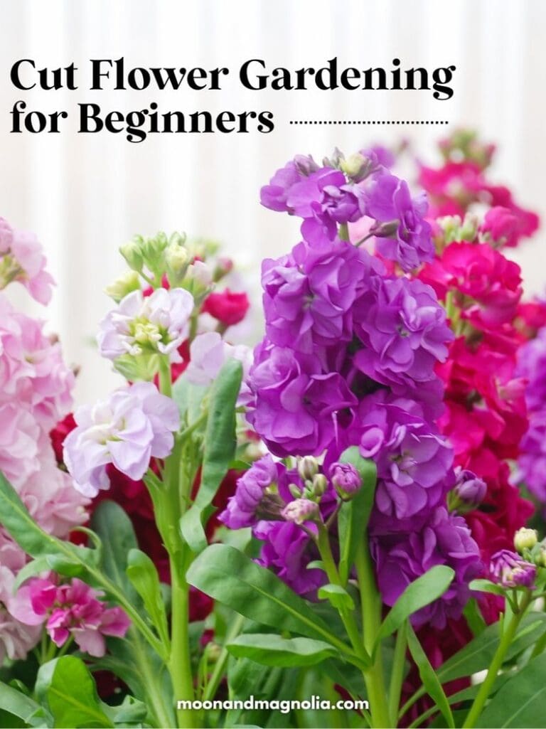 How To Start a Cut Flower Garden For Beginners - moon + magnolia