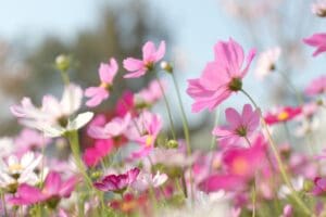 Pink cosmos in a cut flower garden for beginners