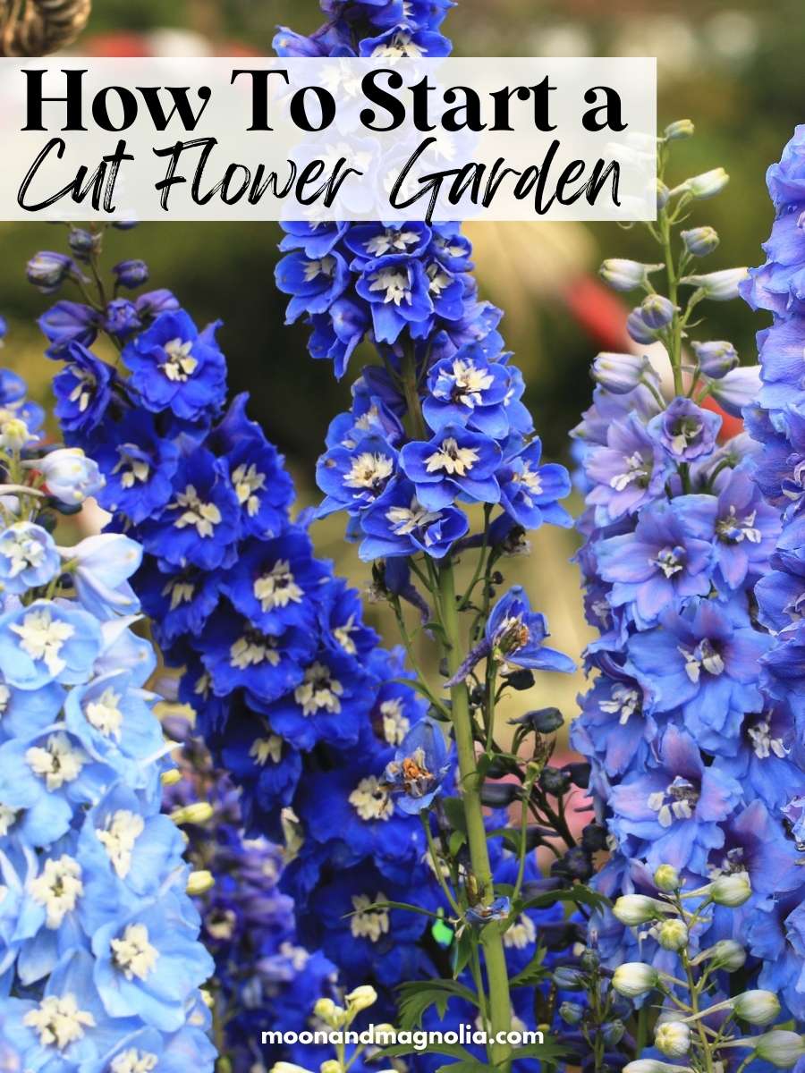 How To Start a Cut Flower Garden For Beginners - moon + magnolia