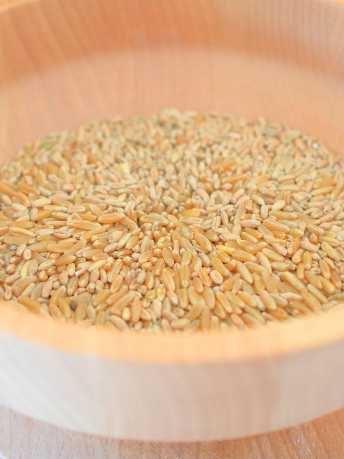 Hard wheat berries in a grain mill hopper.