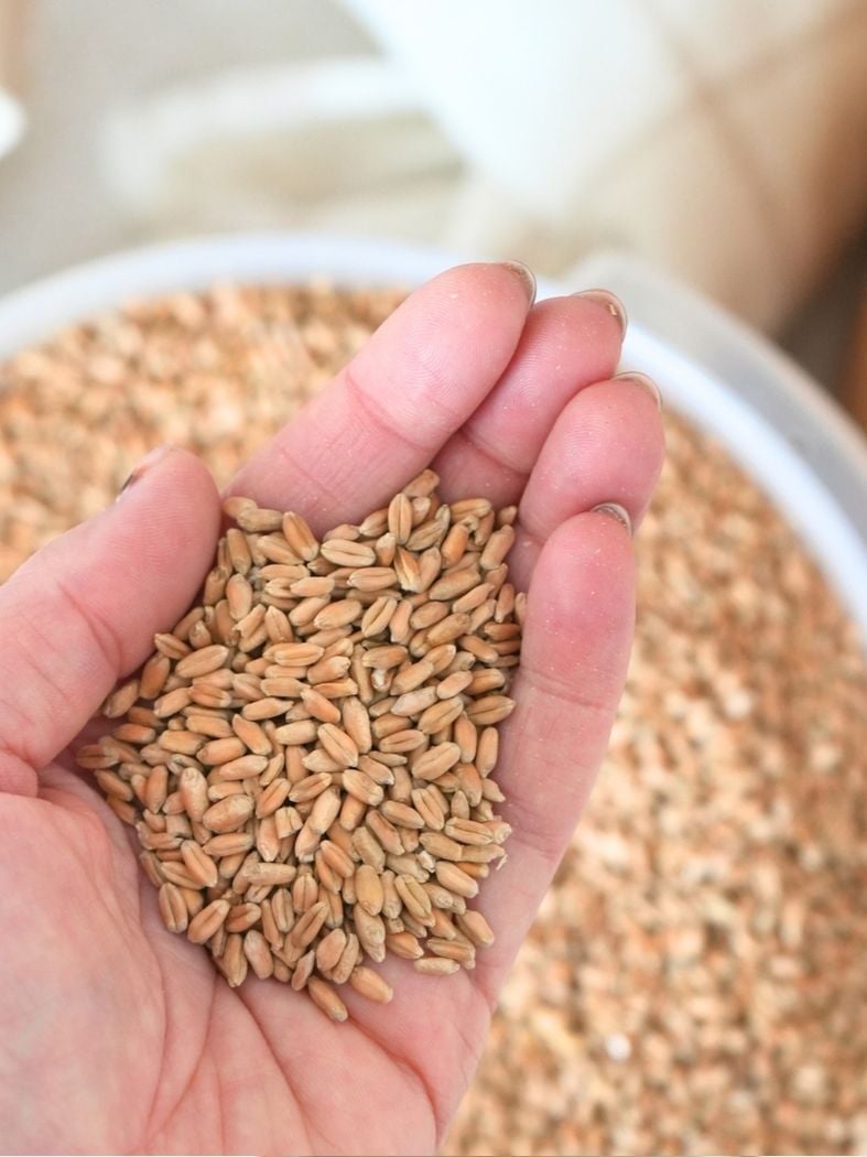 A hand holding hard wheat berries before milling