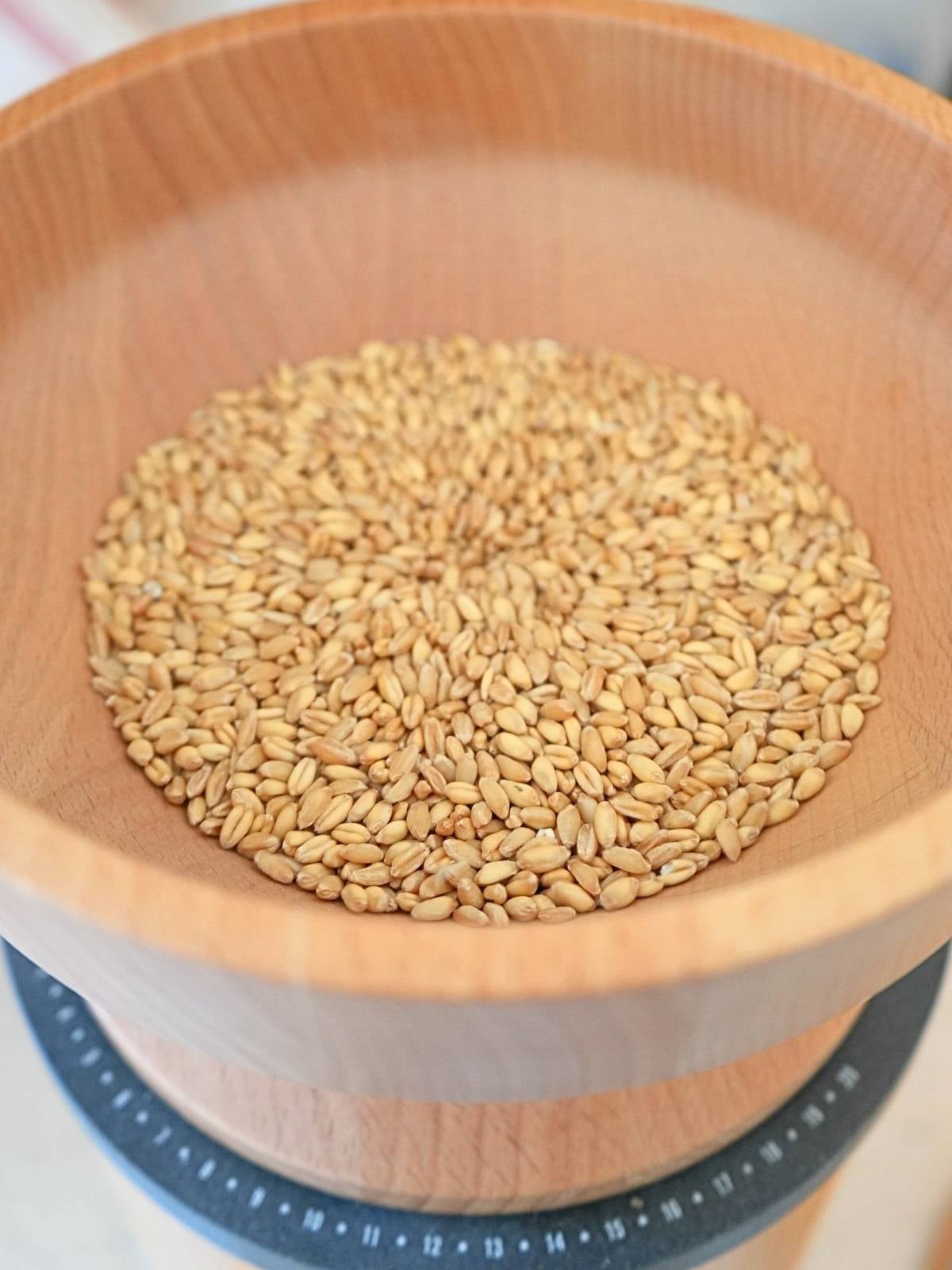 Soft white wheat berries in a grain mill hopper.